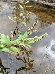 Persicaria acuminata