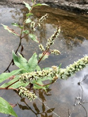 Persicaria acuminata