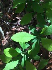 Berberis canadensis