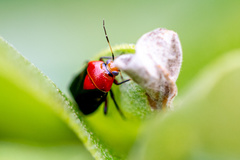 Neocapsus