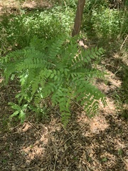 Gleditsia triacanthos