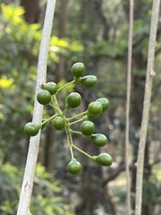 Tinospora sinensis