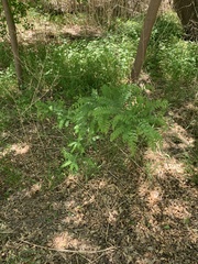Gleditsia triacanthos