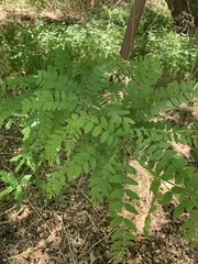 Gleditsia triacanthos