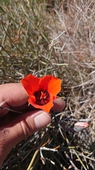 Calochortus kennedyi