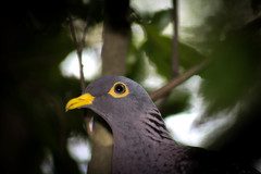 Columba arquatrix