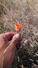 Calochortus kennedyi