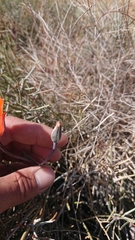 Calochortus kennedyi