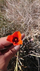 Calochortus kennedyi