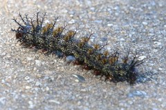 Hemileuca maia