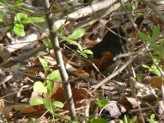 Pipilo erythrophthalmus