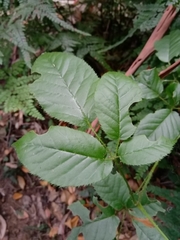Rubus nebulosus