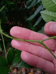 Rubus nebulosus