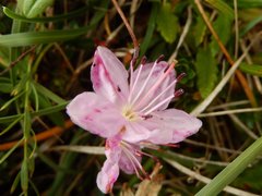 Rhodothamnus chamaecistus