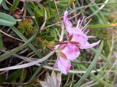 Rhodothamnus chamaecistus