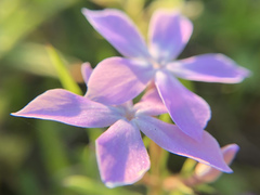 Phlox cuspidata