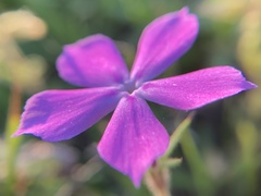 Phlox cuspidata
