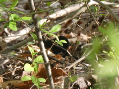 Pipilo erythrophthalmus