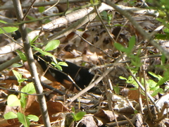 Pipilo erythrophthalmus