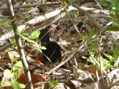 Pipilo erythrophthalmus