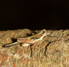 Scaria