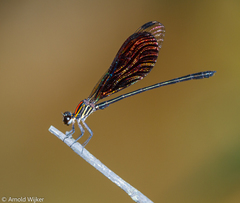 Chalcopteryx rutilans