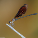 Chalcopteryx rutilans - Photo (c) Arnold Wijker, algunos derechos reservados (CC BY-NC), subido por Arnold Wijker