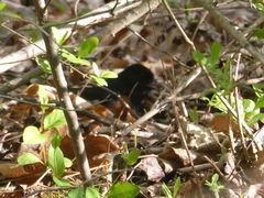 Pipilo erythrophthalmus