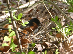 Pipilo erythrophthalmus