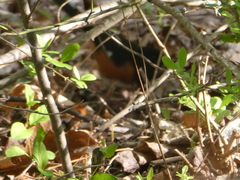 Pipilo erythrophthalmus