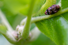 Brachys ovatus