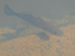 Micropterus salmoides