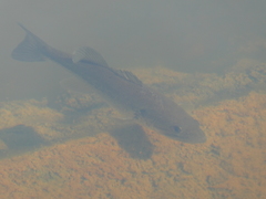 Micropterus salmoides