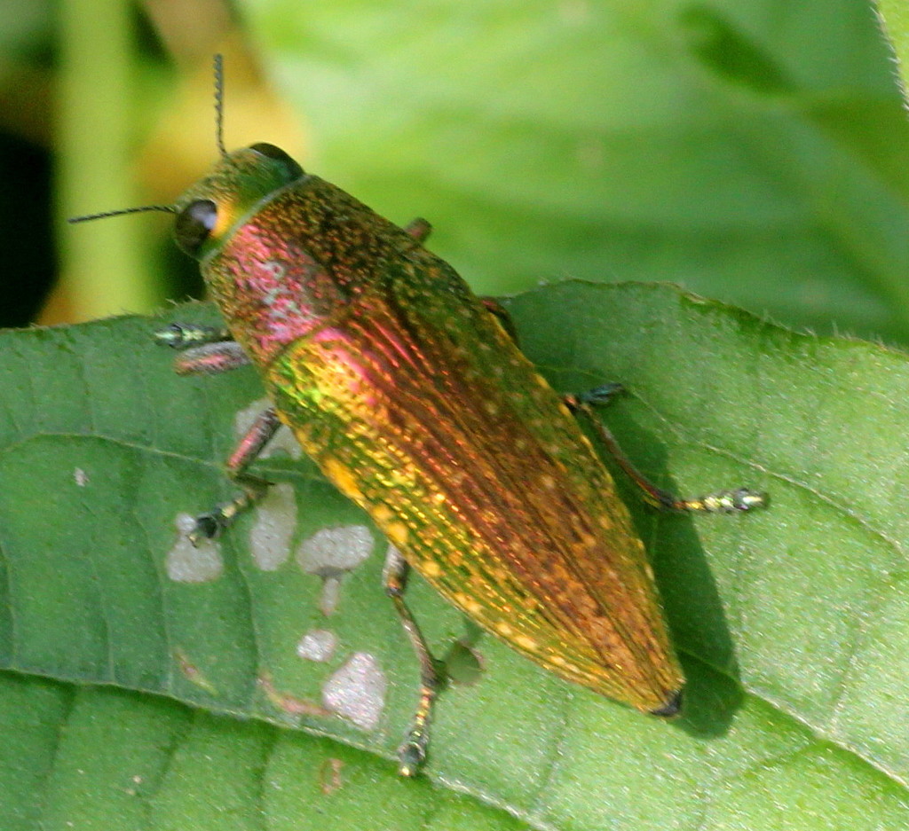 Eyed Jewel Beetles