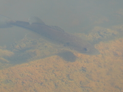 Micropterus salmoides