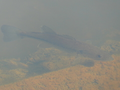 Micropterus salmoides