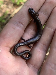 Plethodon electromorphus