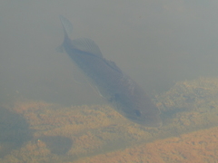 Micropterus salmoides