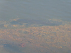 Micropterus salmoides