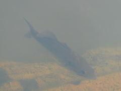 Micropterus salmoides