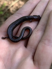 Plethodon electromorphus