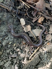 Plethodon electromorphus
