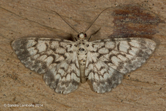 Hymenomima camerata