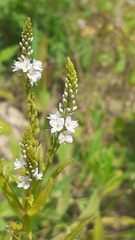 Veronica anagallis-aquatica