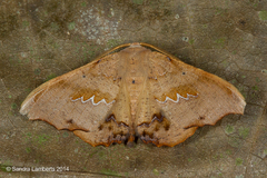 Patalene asychisaria