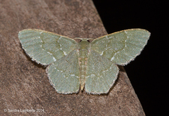 Chloropteryx