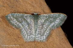 Chloropteryx opalaria