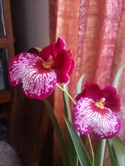 Miltoniopsis