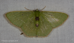Lissochlora latuta