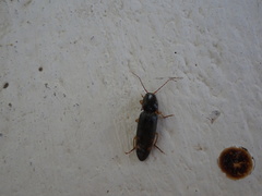 Conoderus semimarginatus